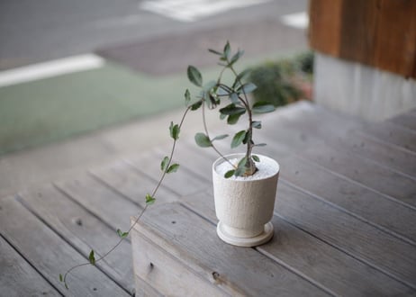 火星人　Fockea edulis