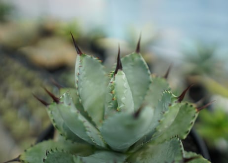 アガベ　マクロアカンサ×ポタトラム　 Agave macroacantha×potatorum  No.2