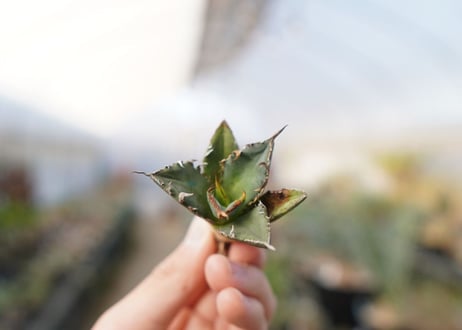 agave titanota FO-76  No.16