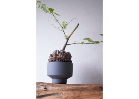 Dioscorea elephantipes