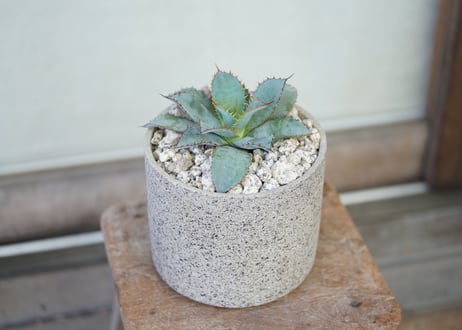 Agave guadalajarana Leon
