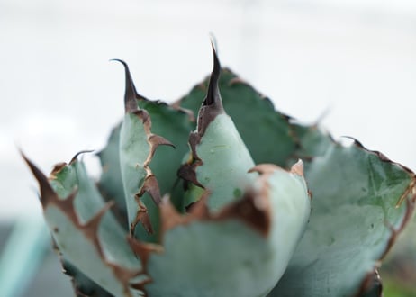 アガベ　チタノタ　 ブラックアンドブルー 　Agave titanota black and blue　NO.2