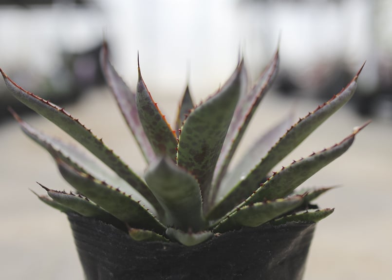 大株　アガベ　フレキシスピナ 厳選株 アガベ フレキシスピナ 大株 【公式通販】