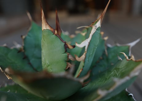 アガベ　チタノタ　FO-76　Agave titanota ”FO-76"　No.2