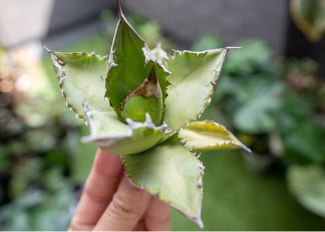 Agave Sowing seeds A NO.2
