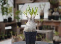 Dyckia tracking code FWF | mana's farm:塊根植物・アガベ