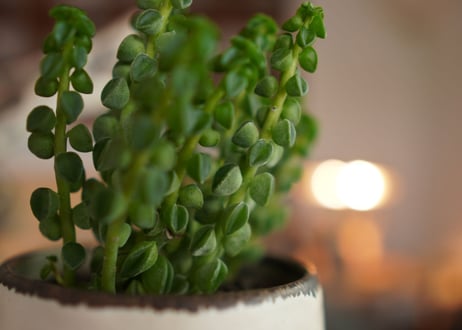 ペペロミア コルメラ Peperomia columella