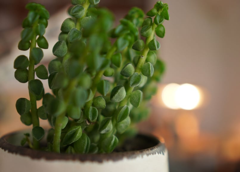 ペペロミア コルメラ Peperomia columella | mana's green:塊...