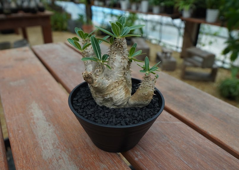 パキポディウム デンシフローラム 4頭 実生 5号ブラックポット パキポディウム デンシフローラム 4頭 実生 5号ブラックポット