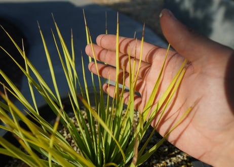ユッカ　ロストラータ　yucca rostrata No.2