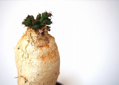 ユーフォルビア ステラータ 飛竜  Euphorbia stellata 5 未発根