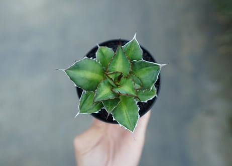 アガベ　チタノタ×ケルチョベイ　Agave titanota x kerchovei