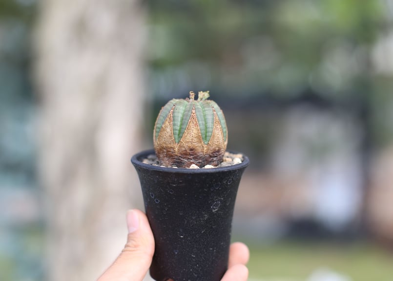 ユーフォルビア オベサ ♂ | mana's farm:塊根植物・アガベ・ドライ