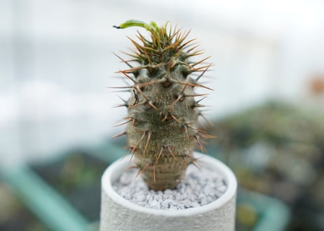 パキポディウム　ラメリー　Pachypodium lamerei