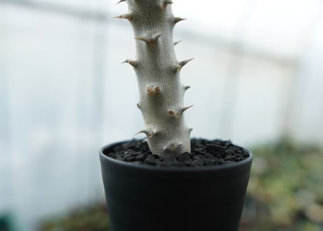 パキポディウム　デンシフローラム　Pachypodium densiflorum　No.4