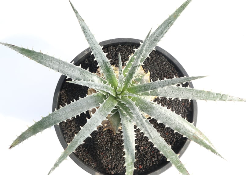 ディッキア フォステリアーナ ハイブリッド | mana's farm:塊根植物