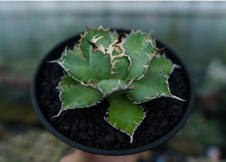 アガベ　チタノタ　フィリグリー　agave titanota filigree　No.1