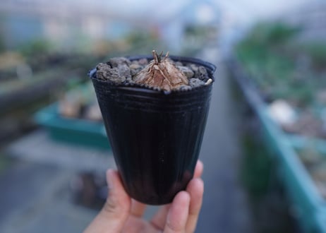 亀甲竜　Dioscorea elephantipes　No.4