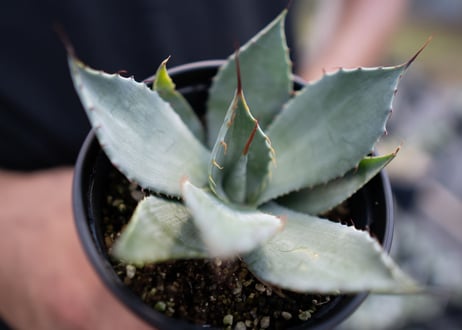 Agave parryi