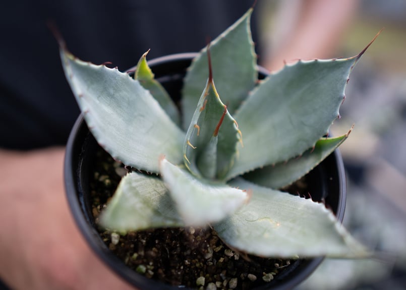 Agave parryi | mana's green:塊根植物販売|マナズグリーン