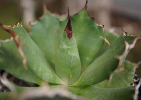 Agave titanota ”FO-76"