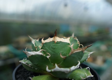アガベ　チタノタ　鬼爪雪峰  Agave titanota “Onitsume Yukimine No.1