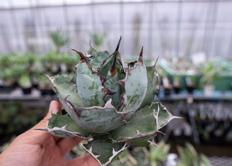 Agave titanota Agave B&B S No.2