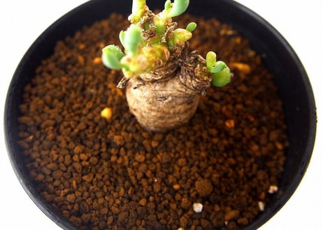 オトンナ クラビフォリア　 Othonna clavifolia