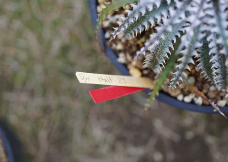 Dyckia Half21