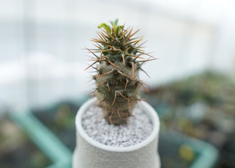 パキポディウム　ラメリー　Pachypodium lamerei