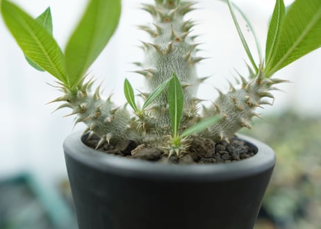 パキポディウム　ホロンベンセ　Pachypodium horombense  No.13