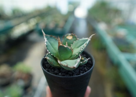 アガベ　チタノタ　FO-76　agave titanota FO-76