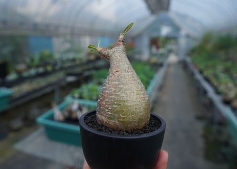 【発根管理中】パキポディウム　グラキリス　 Pachypodium Gracilius  No.5