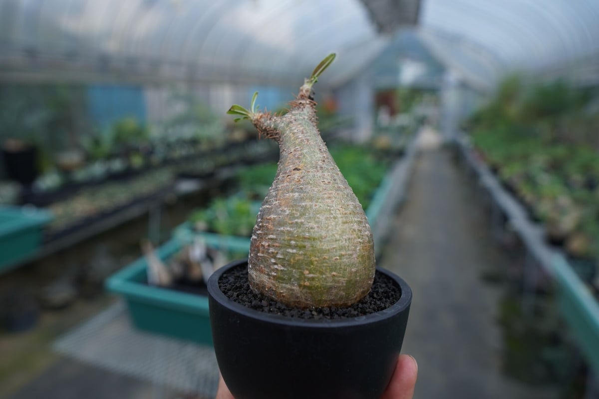 Pachypodium Gracilius パキポディウム グラキリス発根管理中 発根管理中】パキポディウム グラキリス Pachypodium Gracilius No