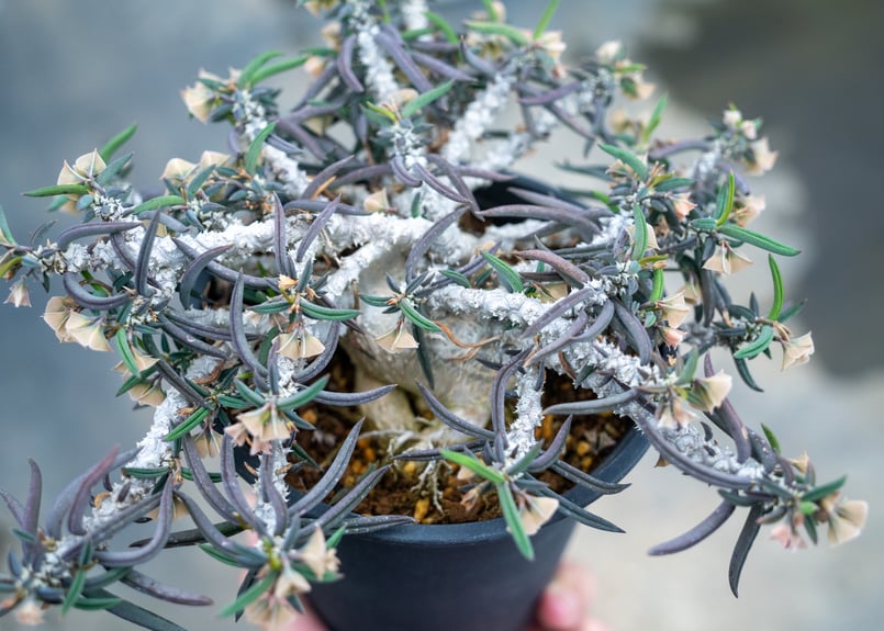 ユーフォルビア キリンドリフォリア トゥベリフェラ | mana's farm