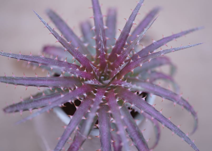 ディッキア・ダウソニー Dyckia dawsonii | mana's farm:塊根植物・