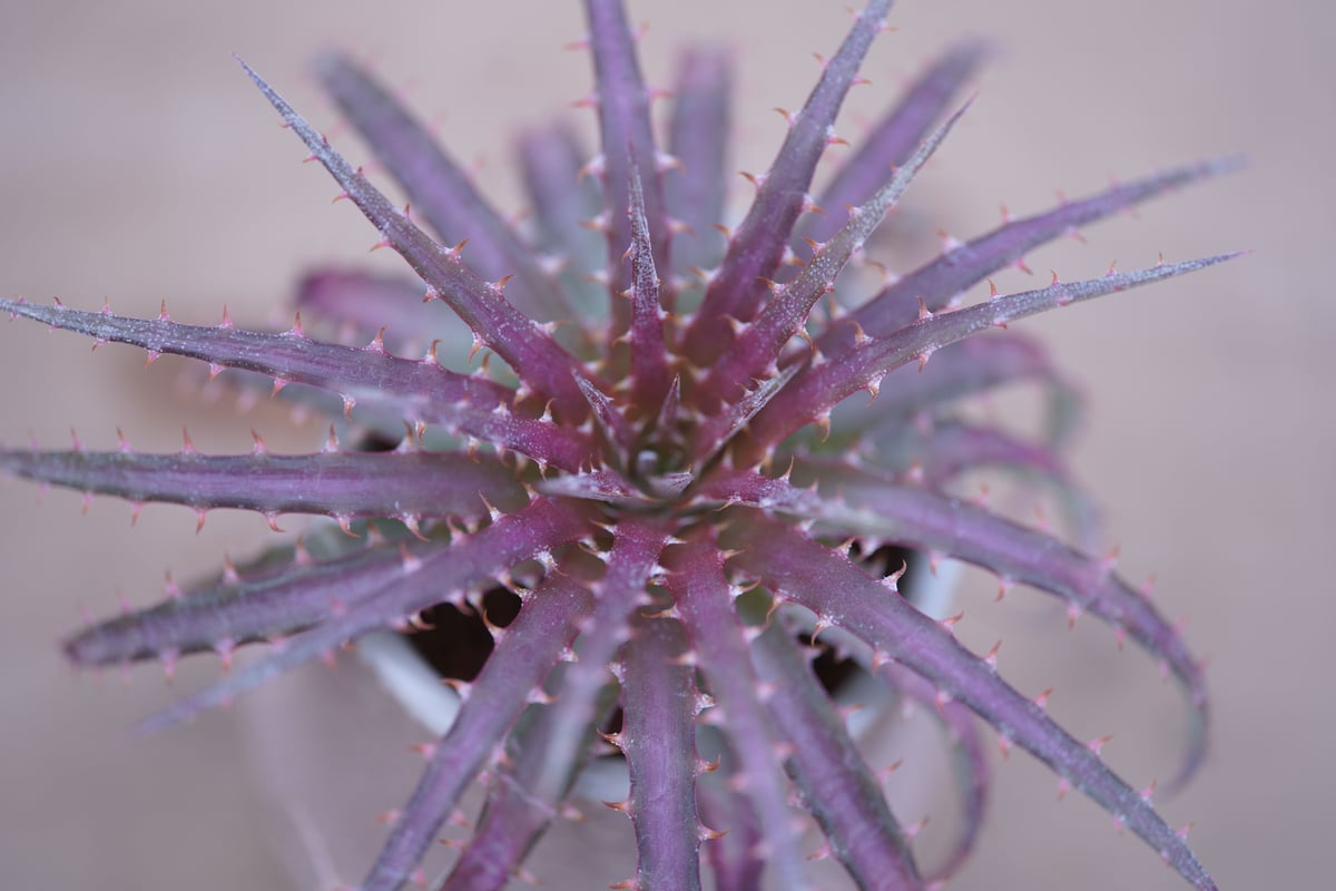 ディッキア・ダウソニー Dyckia dawsonii | mana's farm:塊根
