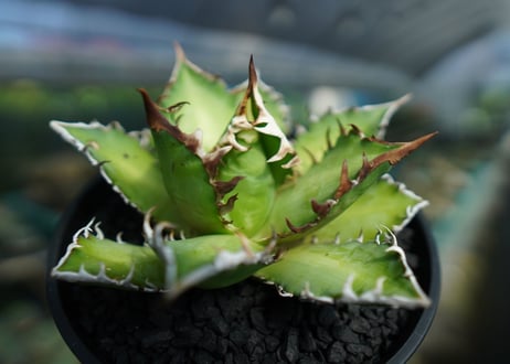 アガベ　チタノタ　レッドキャットウィーズル　Agave titanota Red catweezle　No.3