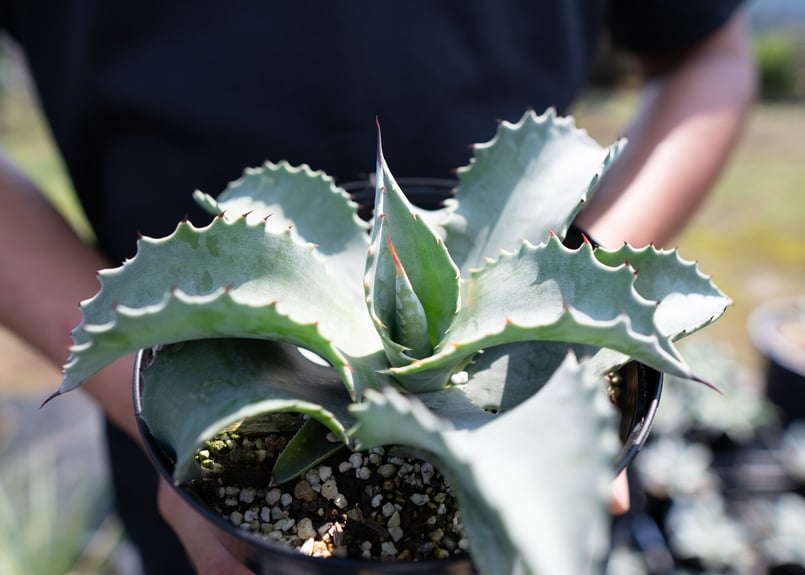 耐寒性アガベ ミスターリップル◇南国ドライガーデン多肉サボテン　ユッカ　アロエ 耐寒性アガベ ミスターリップル◇南国ドライガーデン多肉