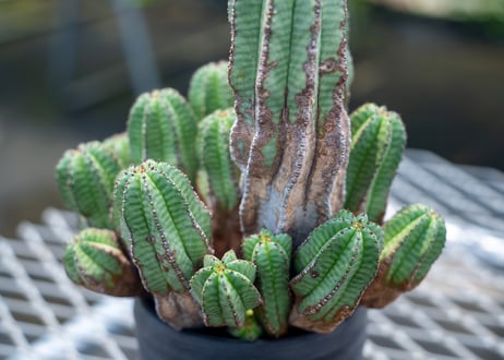 ユーフォルビア　アノプリア　Euphorbia anoplia