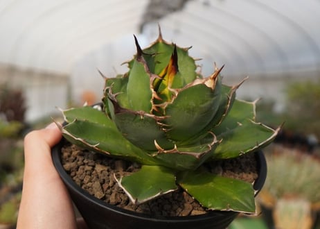 agave titanota　FO-76　NO.22