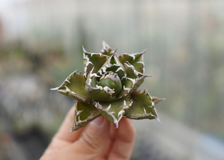 Agave titanota  Crab 螃蟹  NO.1