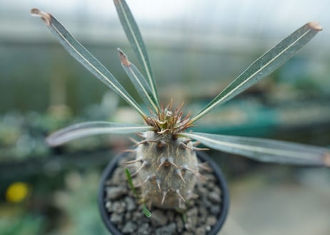 パキポディウム　カクチぺス　Pachypodium cactipes