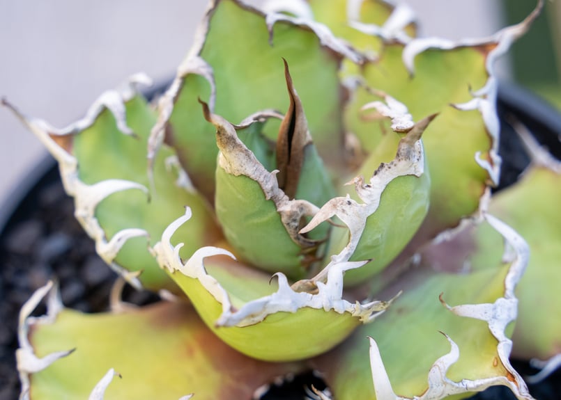 アガベ シーザー МⅭ03 | mana's farm:塊根植物・アガベ・ドライ