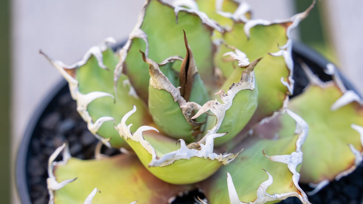 アガベ シーザー МⅭ03 | mana's farm:塊根植物・アガベ・ドライ