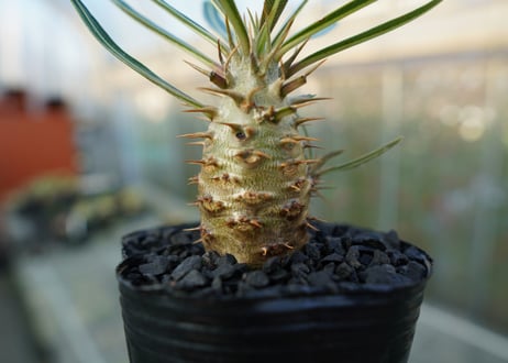 パキポディウム　カクチぺス　Pachypodium cactipes  No.2