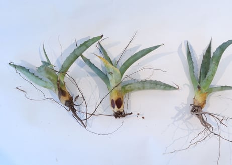 Agave asperrima x gentryi 'Jaws'