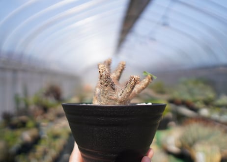 パキポディウム マカイエンセ　Pachypodium makayense　No.2