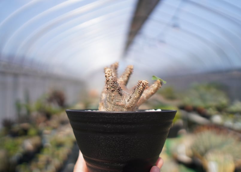 パキポディウム マカイエンセ 扁平 No.2 パキポディウム マカイエンセ