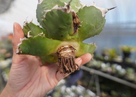 agave titanota ソーラーエクリプス　solareclipse　No.1